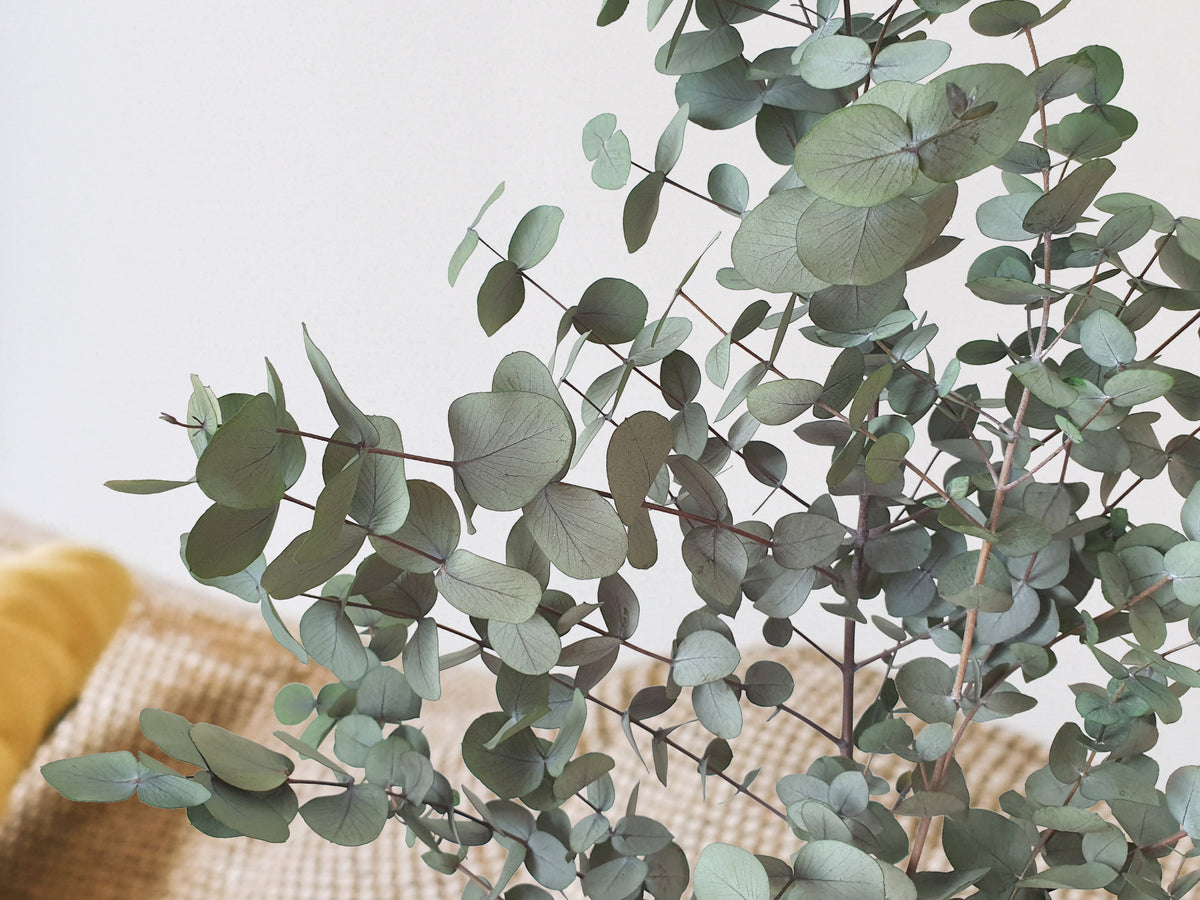 Planning semaines effaçable acrylique - Corail eucalyptus