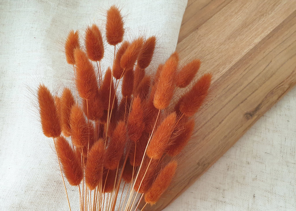 Terracotta-Colored Dried Lagurus : Cozy Elegance for Your Home