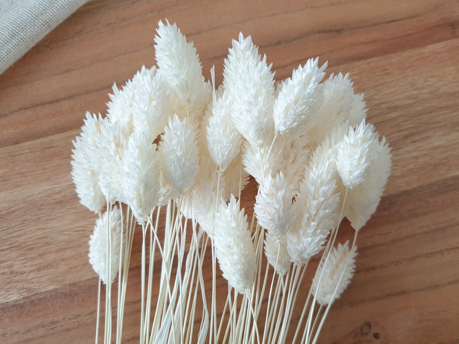 Dried White Phalaris Grass – Clothe Boutique