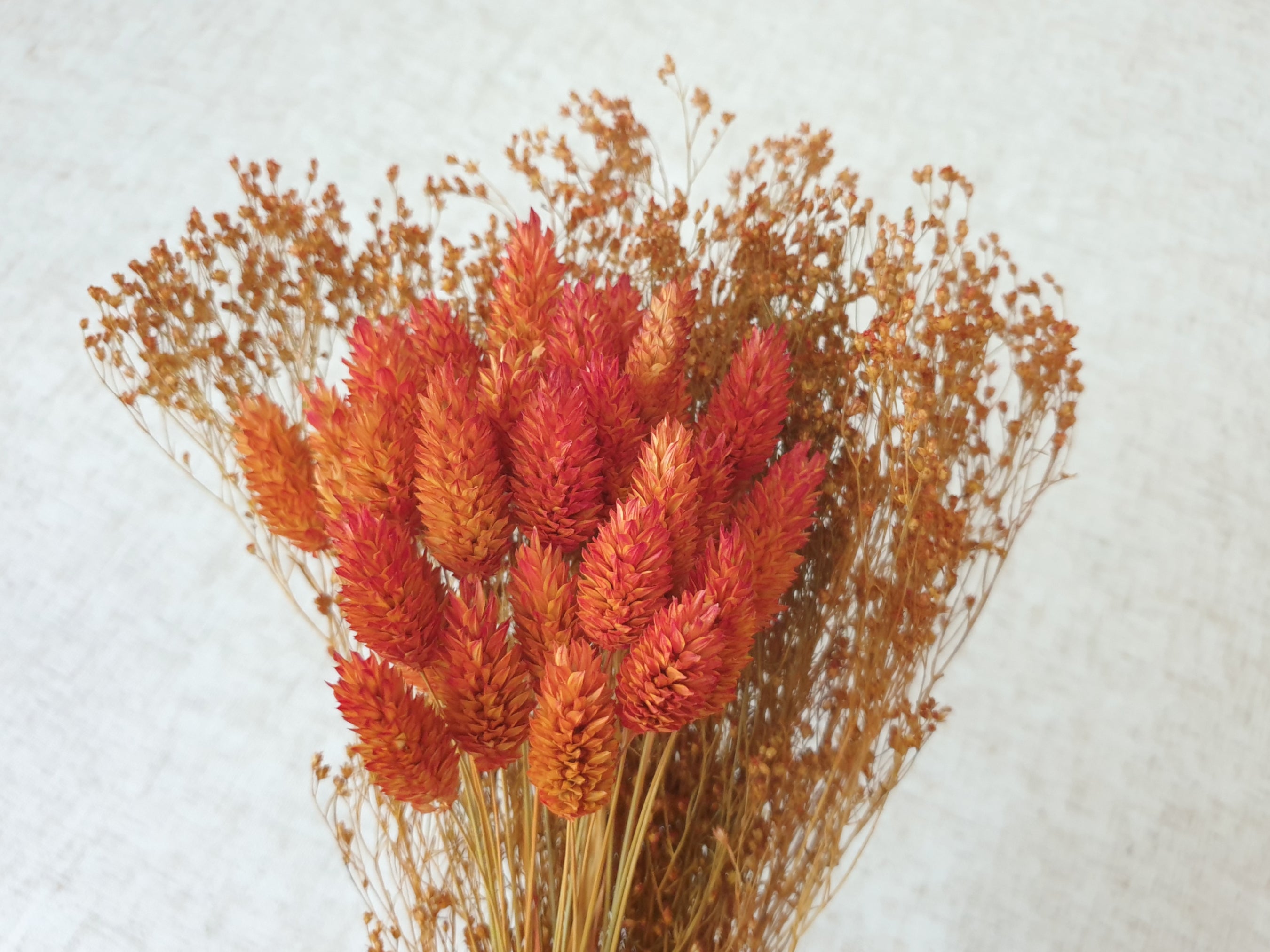 Assortment of White dried flowers - Dried Broom Bloom, Dried